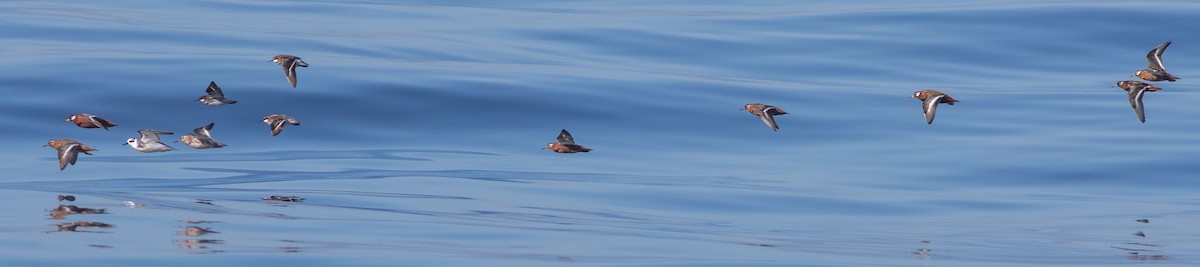 Phalarope à bec large - ML619010140