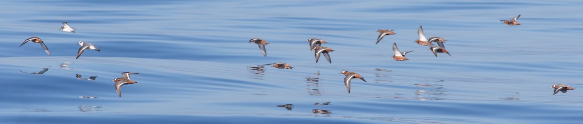 Phalarope à bec large - ML619010141