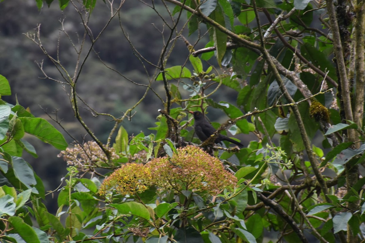 Glossy-black Thrush - Jhojan Martin Doñe Sanchez