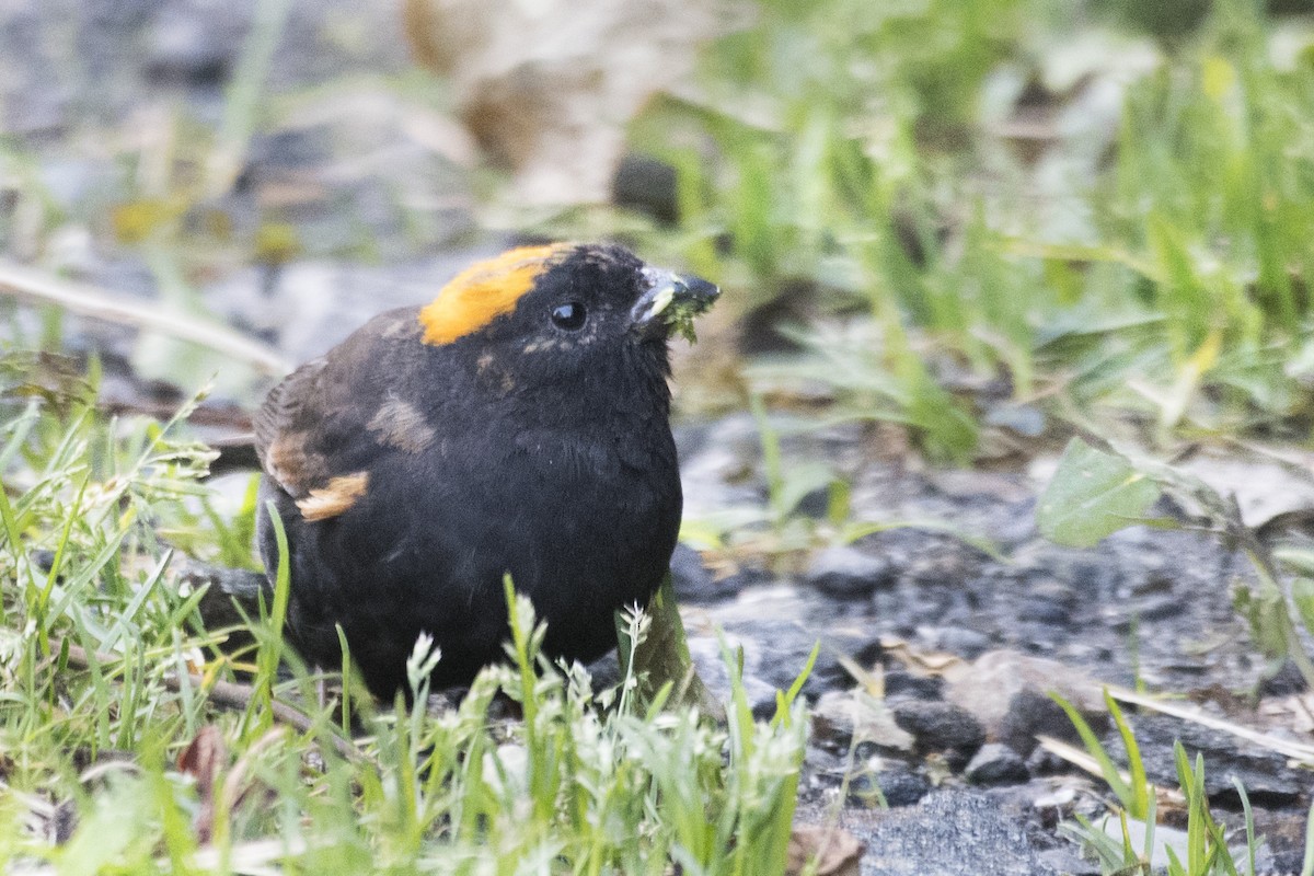 Gold-naped Finch - SOVON PARBAT