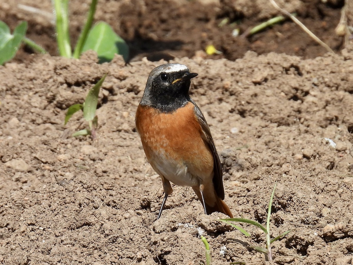 Common Redstart (Common) - Stan Arnold