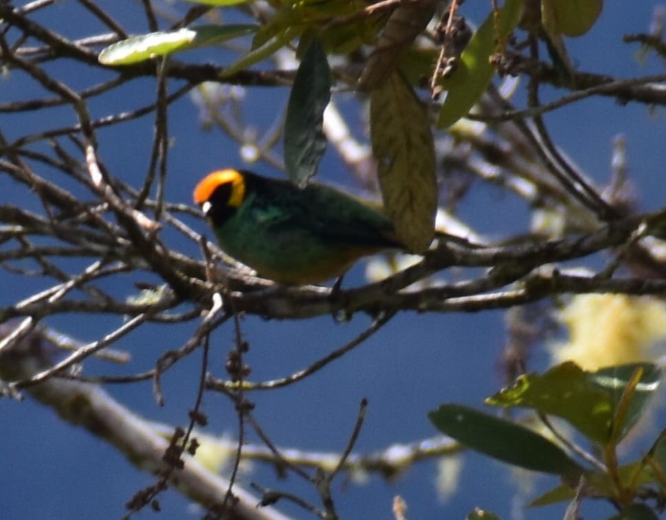 Saffron-crowned Tanager - Jhojan Martin Doñe Sanchez