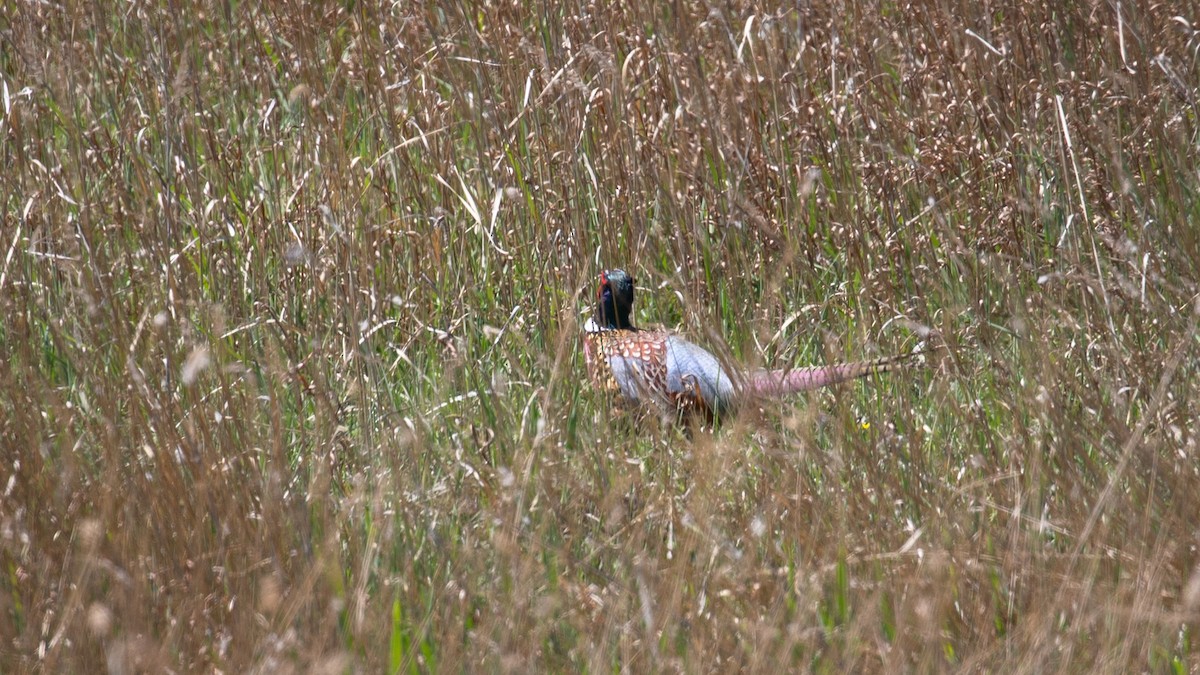 Ring-necked Pheasant - Mengshuai Ge