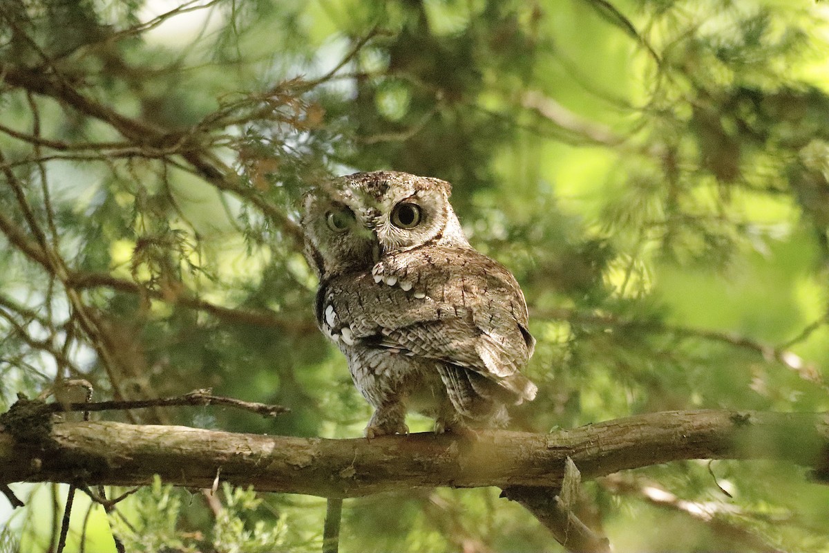 Eastern Screech-Owl - ML619010204