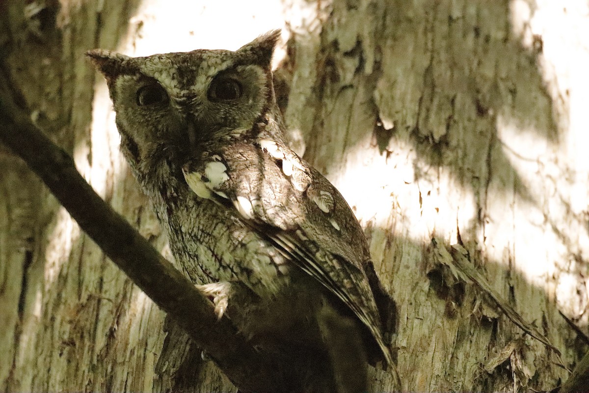 Eastern Screech-Owl - ML619010207