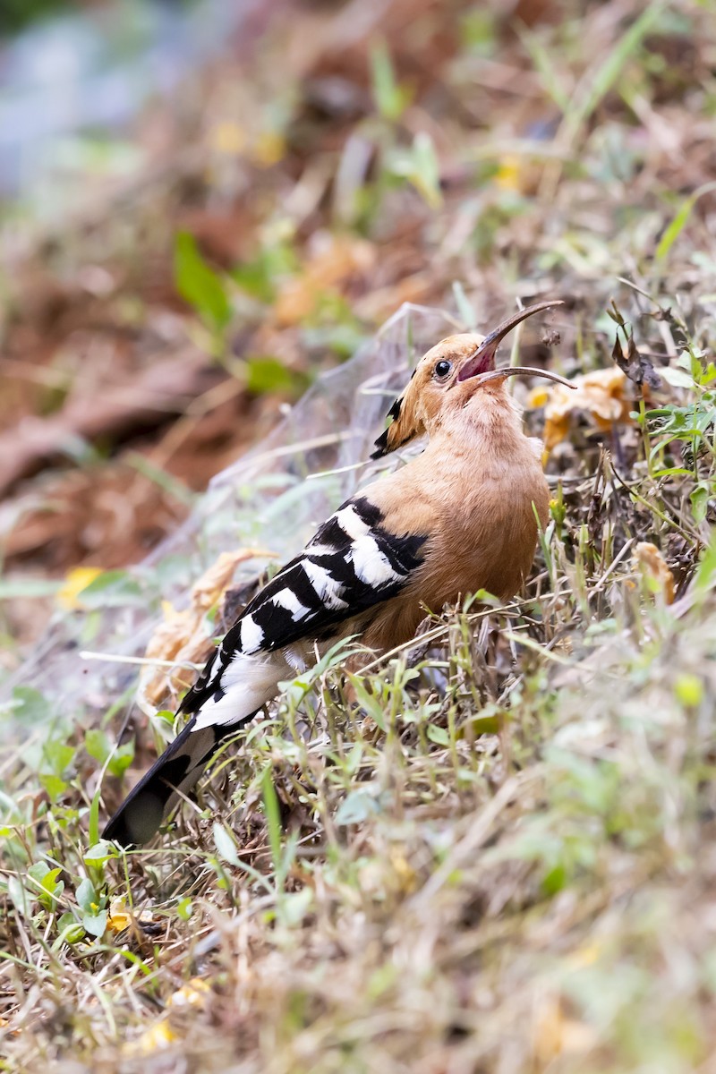 Eurasian Hoopoe - Se Chea