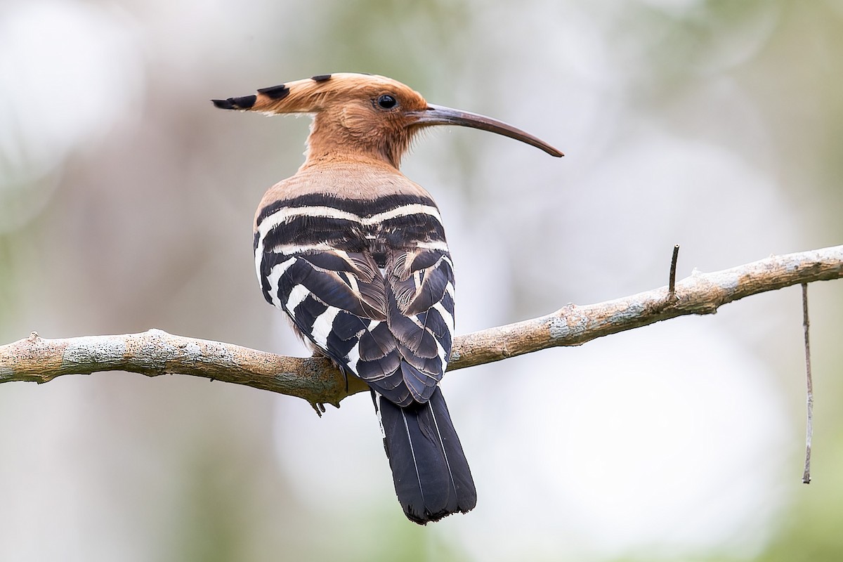 Eurasian Hoopoe - Se Chea