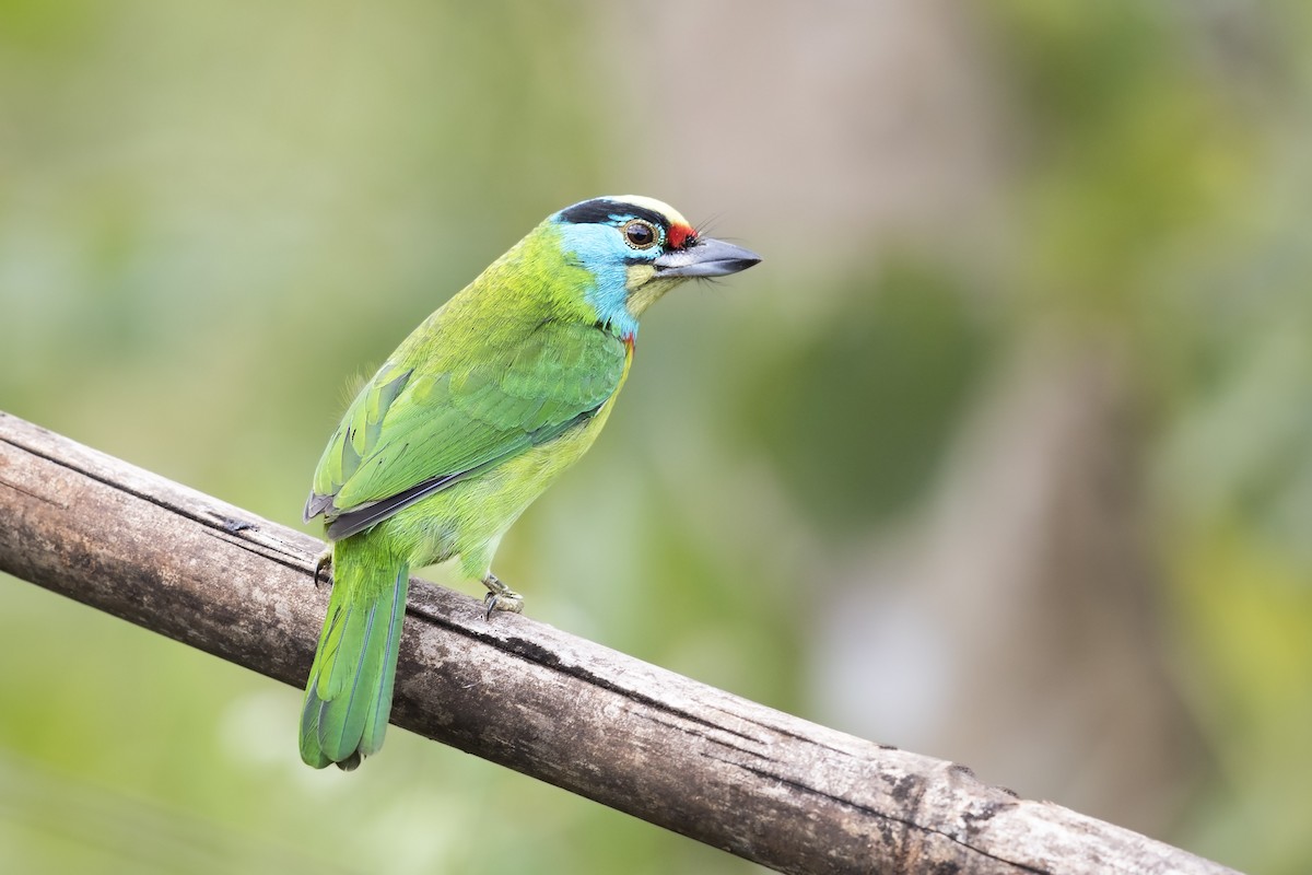 Indochinese Barbet - Se Chea