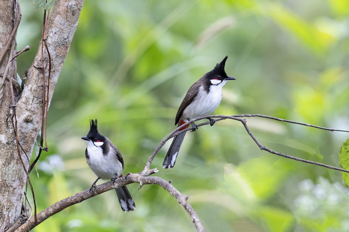 Red-whiskered Bulbul - Se Chea