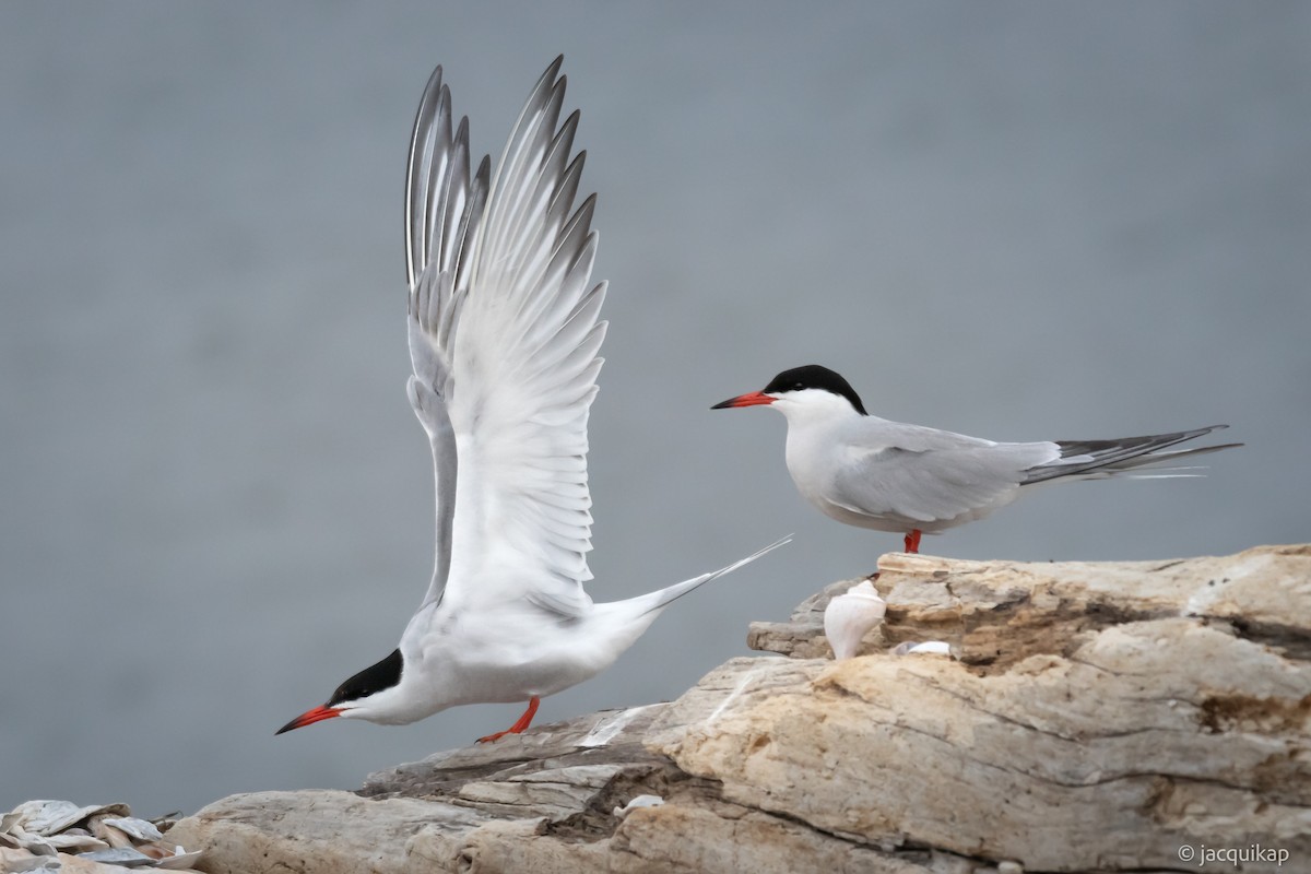 Common Tern - Jacqui Kaplan