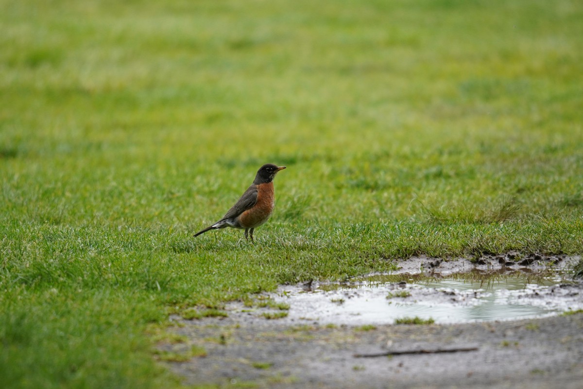 American Robin - Ethan Kang