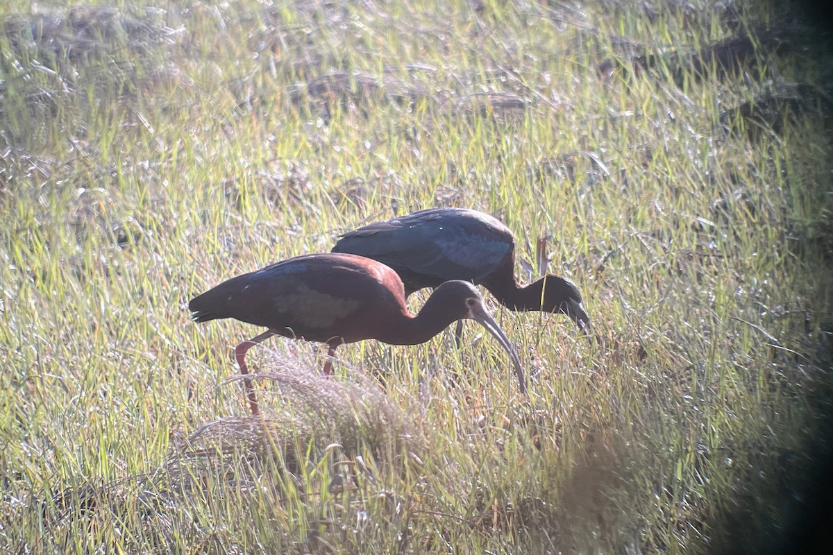 White-faced Ibis - Valerie Burdette