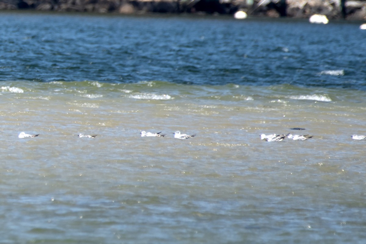 Bonaparte's Gull - James Hatfield