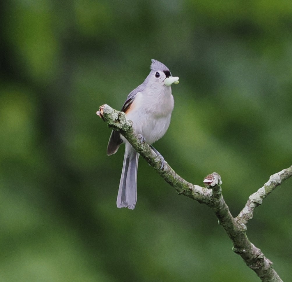 Tufted Titmouse - Russell Hoffman