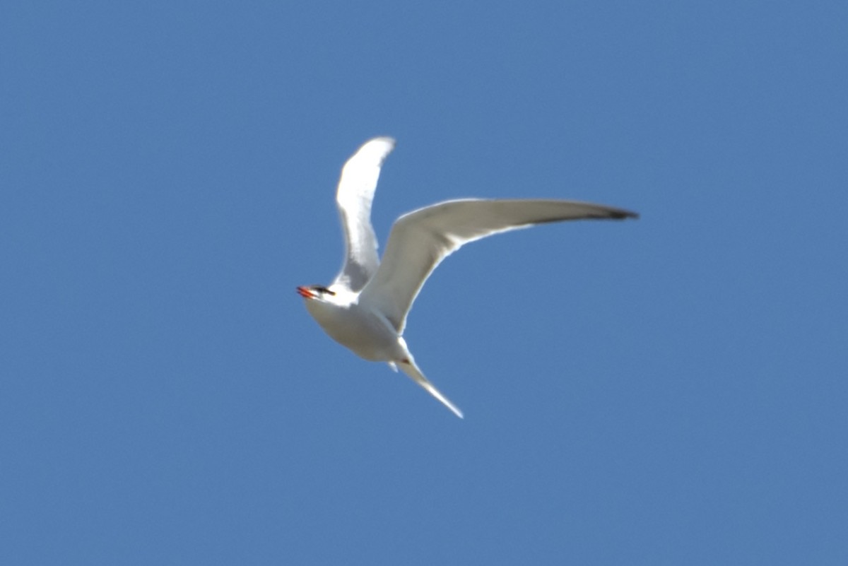 Common Tern - James Hatfield