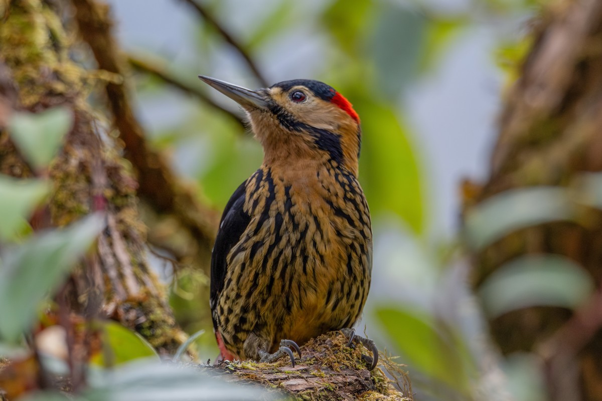 Darjeeling Woodpecker - Oscar Vazquez