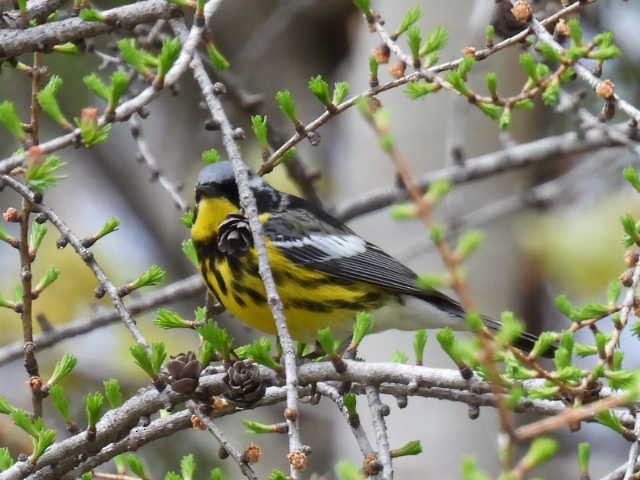 Magnolia Warbler - ML619010336