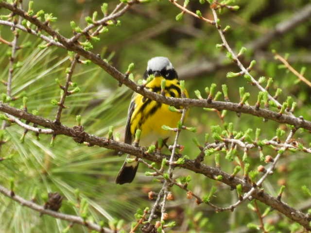 Magnolia Warbler - ML619010338