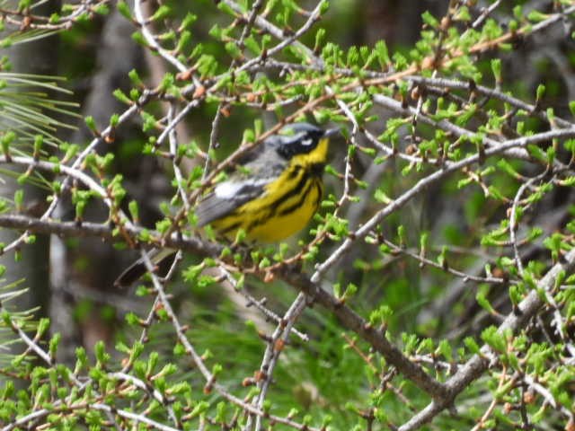 Magnolia Warbler - ML619010339