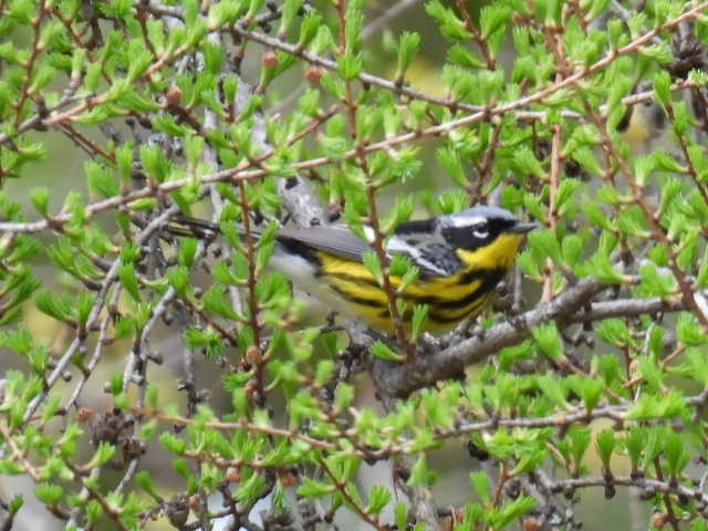 Magnolia Warbler - ML619010340