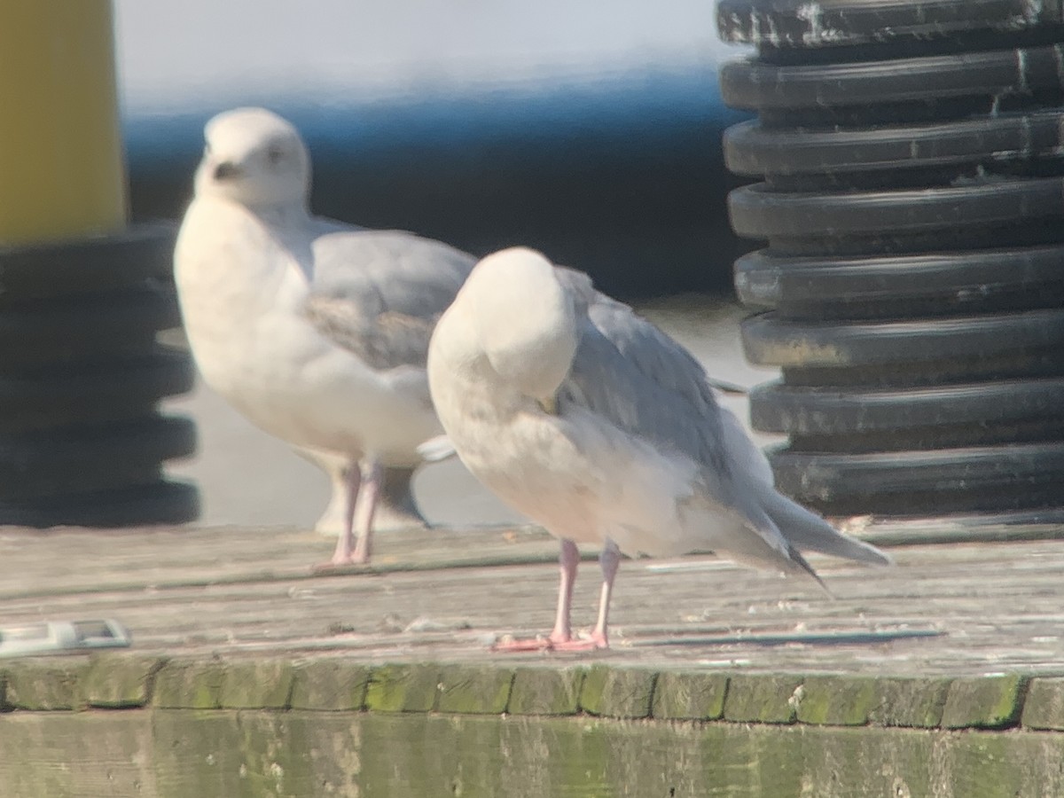 Gaviota Groenlandesa - ML619010345