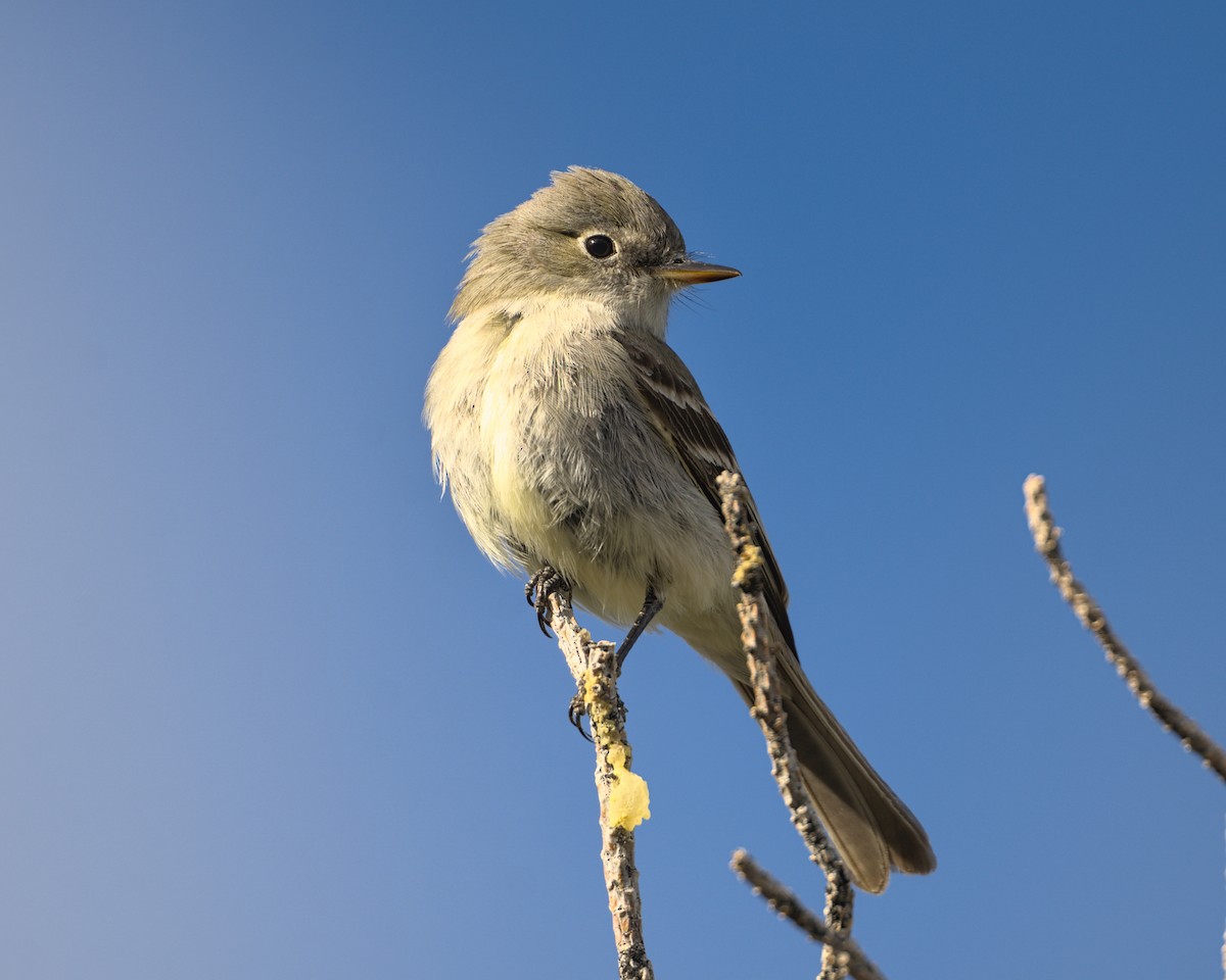 Gray Flycatcher - Bartholomew Birdee