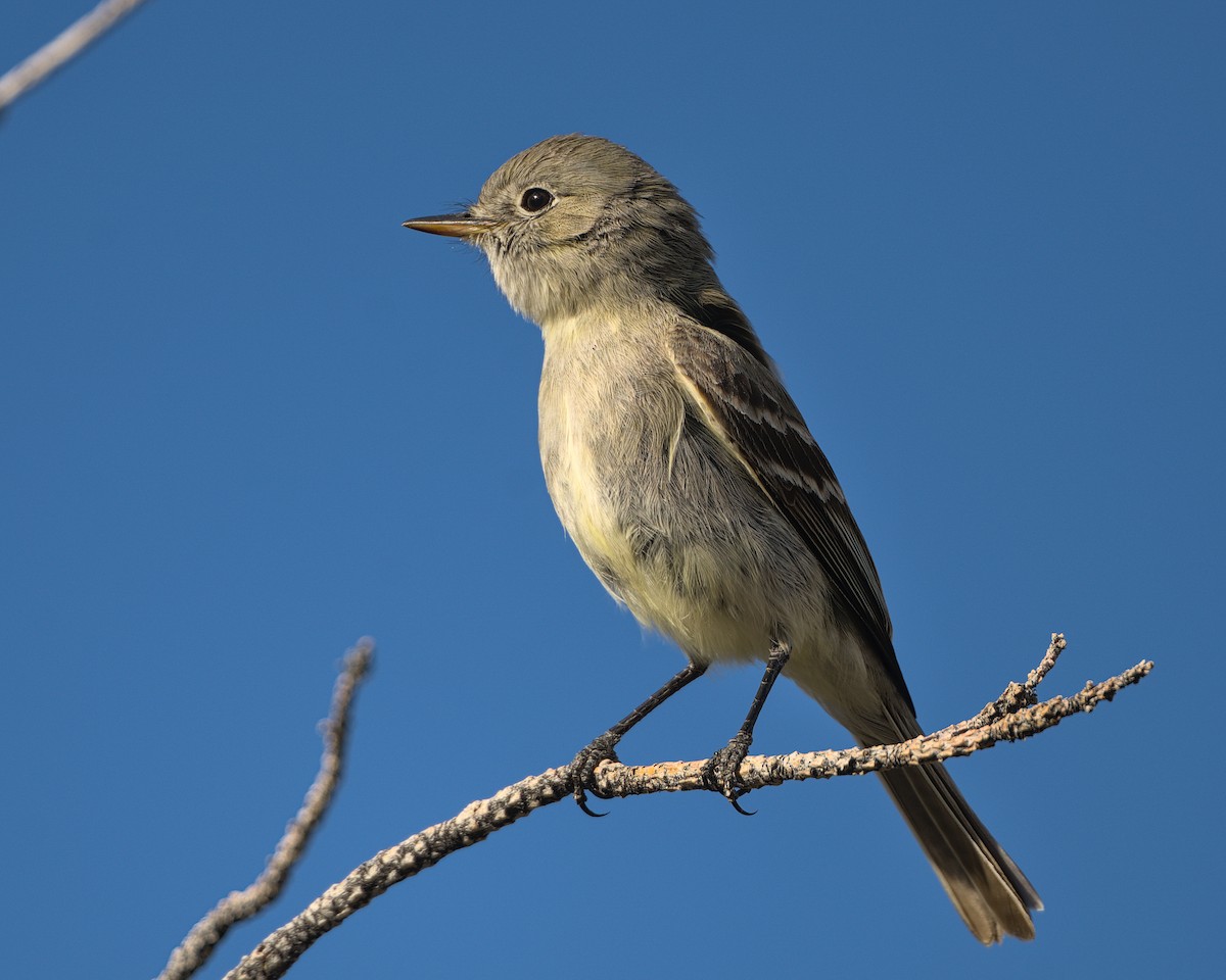 Gray Flycatcher - Bartholomew Birdee