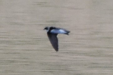 Bank Swallow - ML619010356