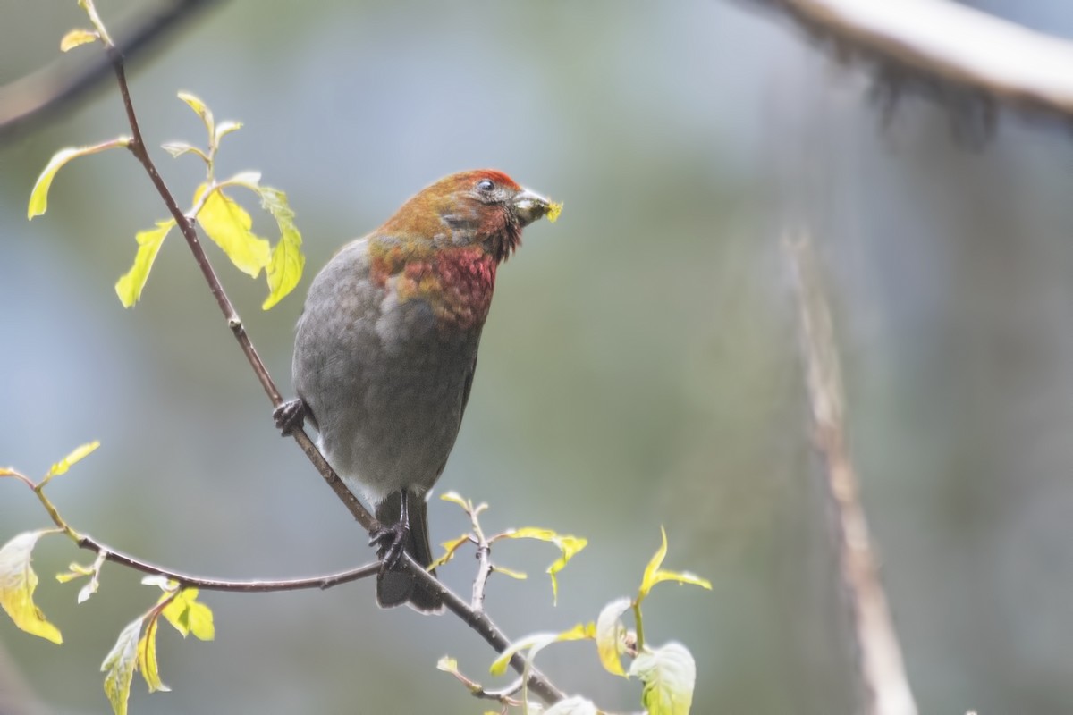 Crimson-browed Finch - SOVON PARBAT