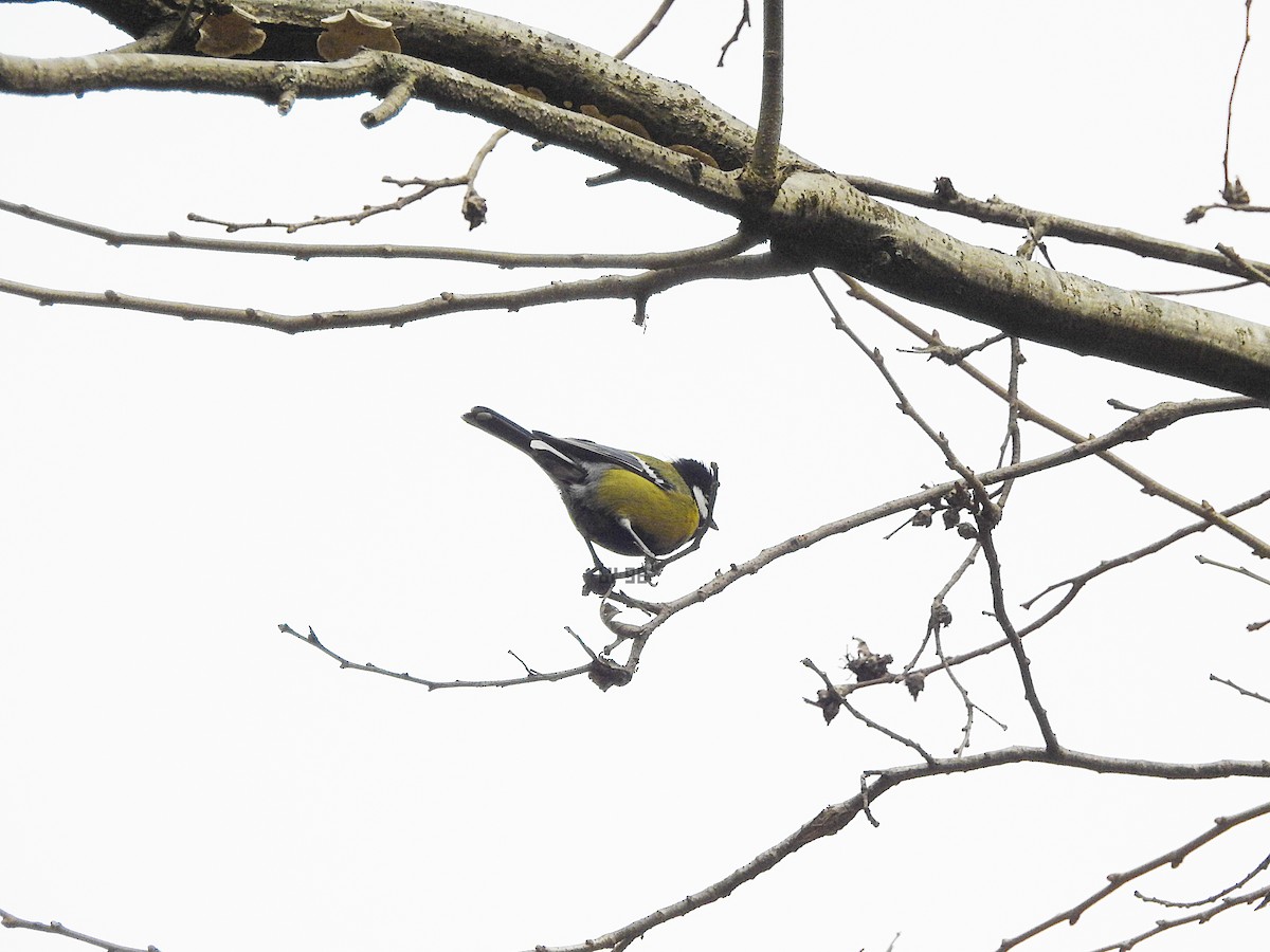 Green-backed Tit - ML619010419