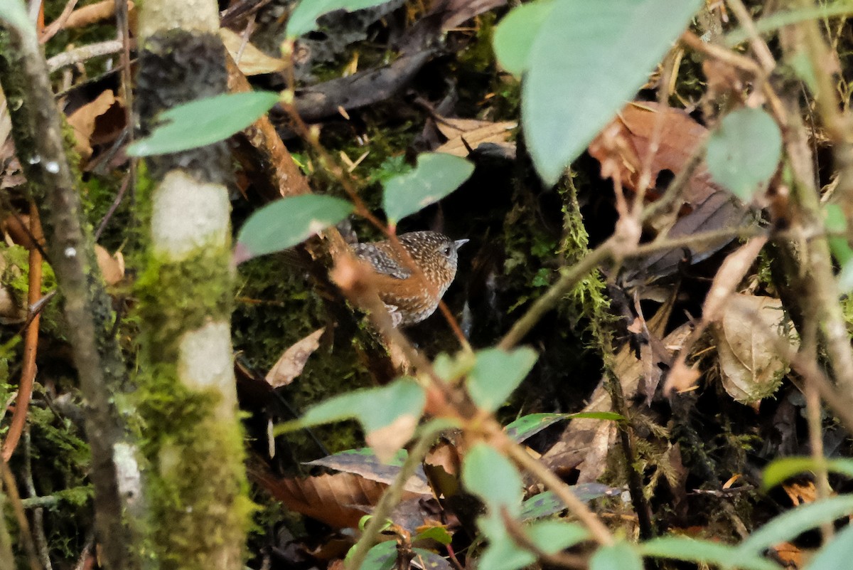 Bar-winged Wren-Babbler - ML619010440