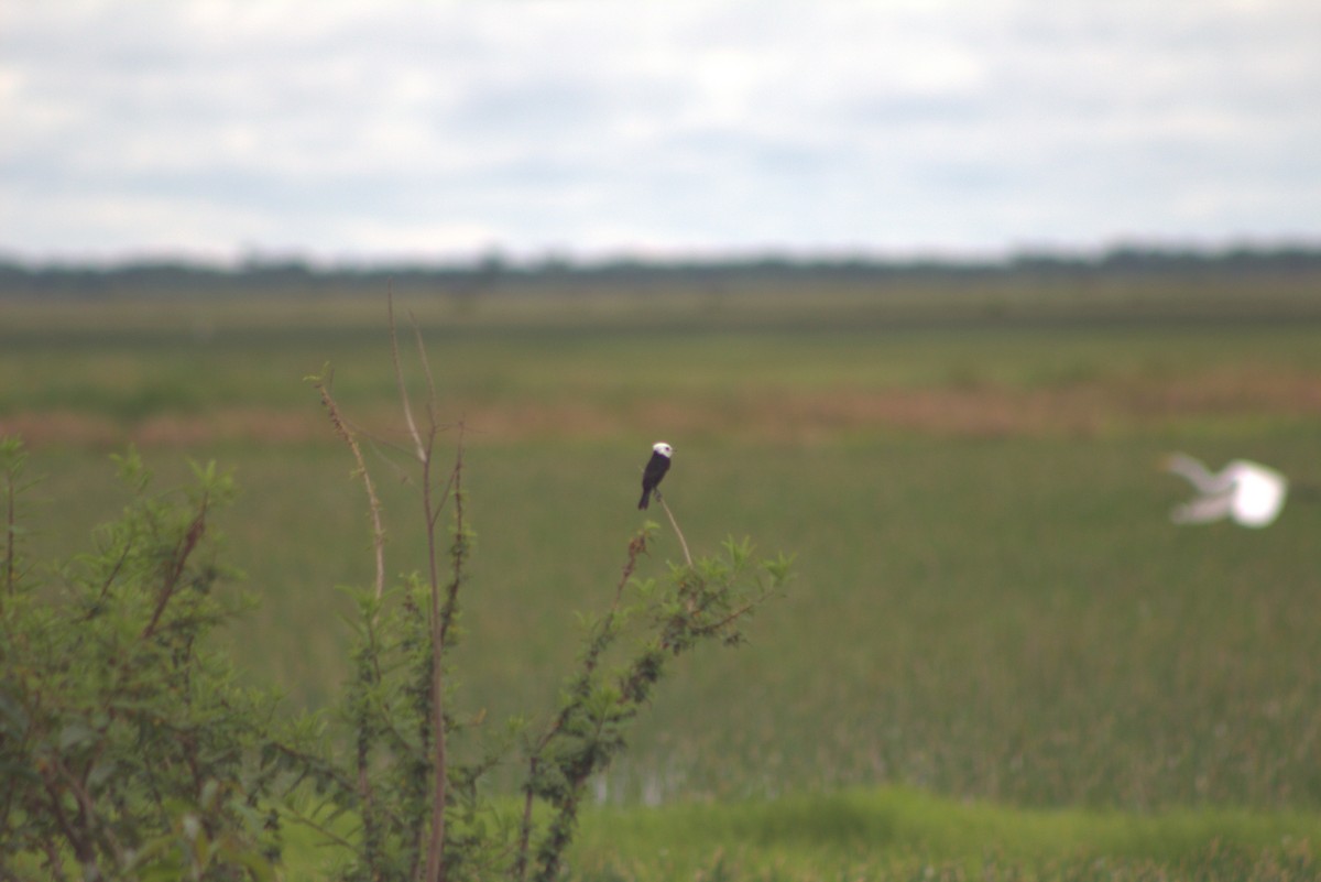 White-headed Marsh Tyrant - Jannier Ponare