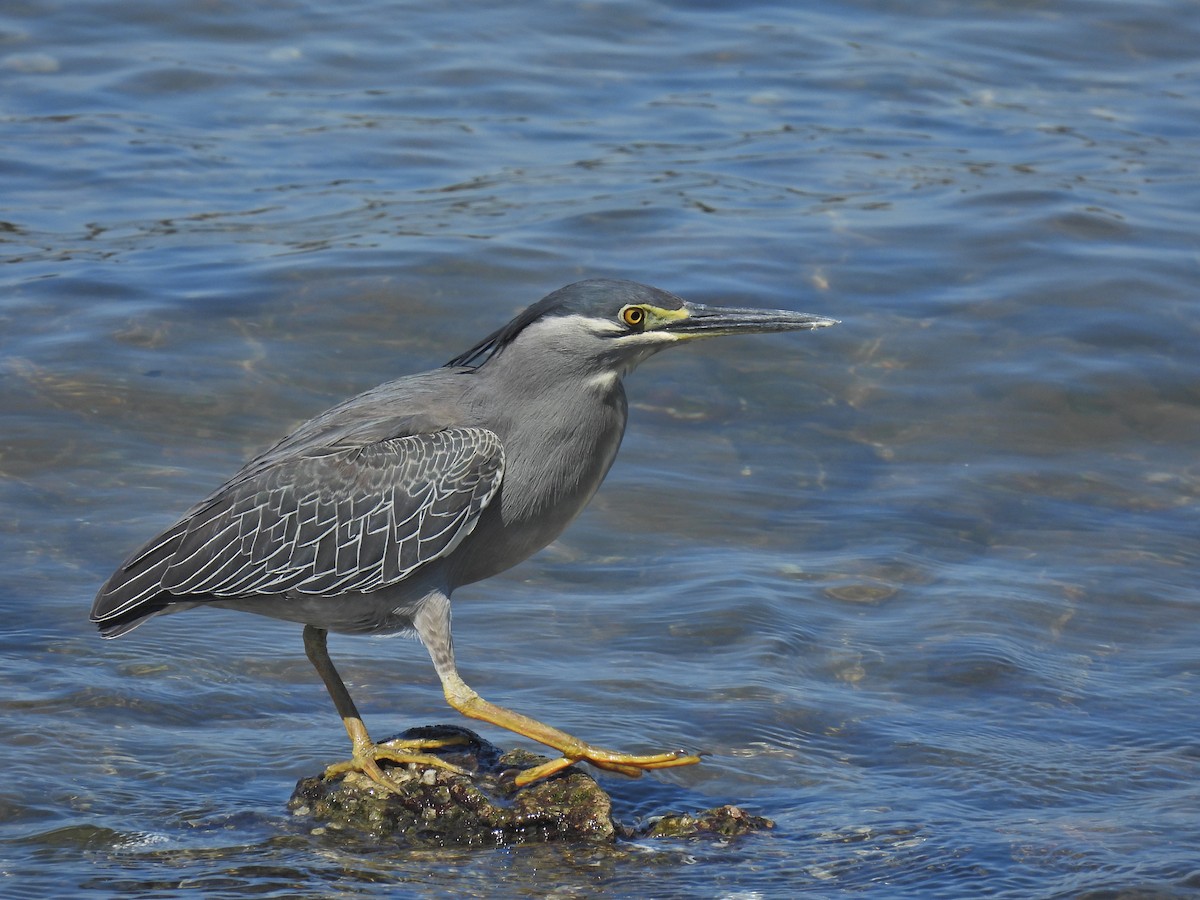 Striated Heron - ML619010472