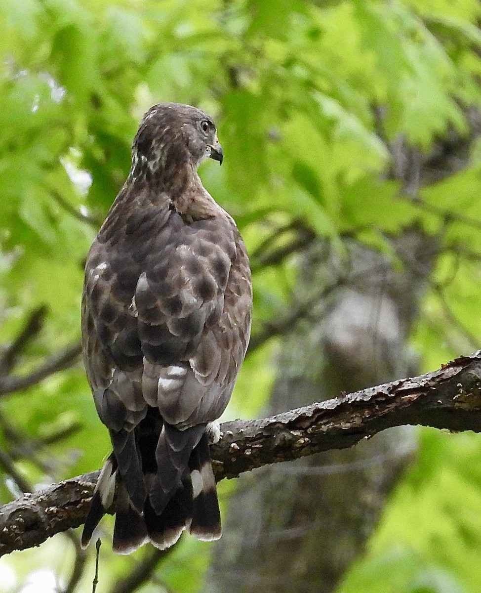 Broad-winged Hawk - Stella Miller