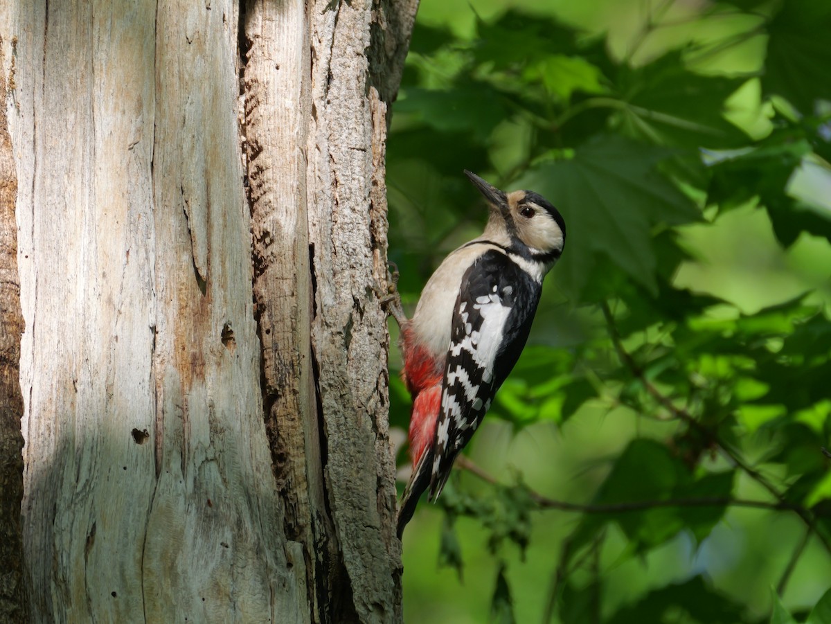 Great Spotted Woodpecker - としふみ しみず
