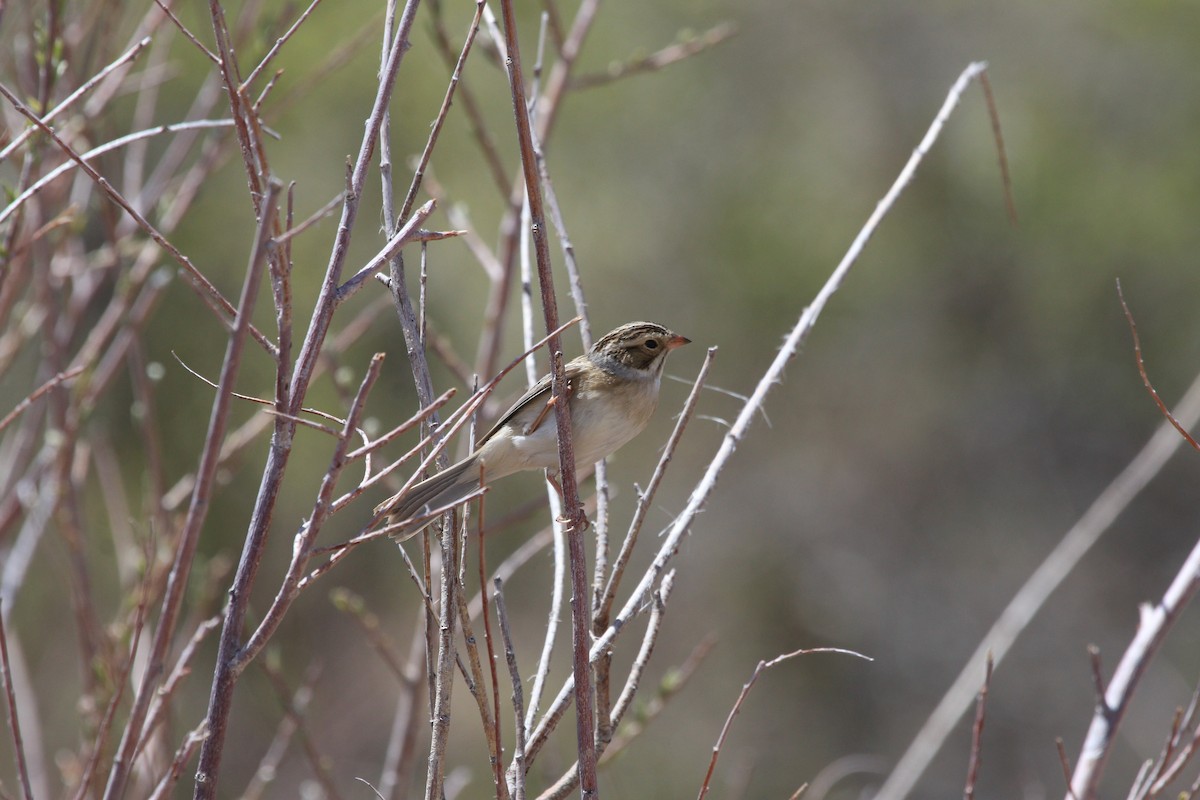 Clay-colored Sparrow - ML619010504