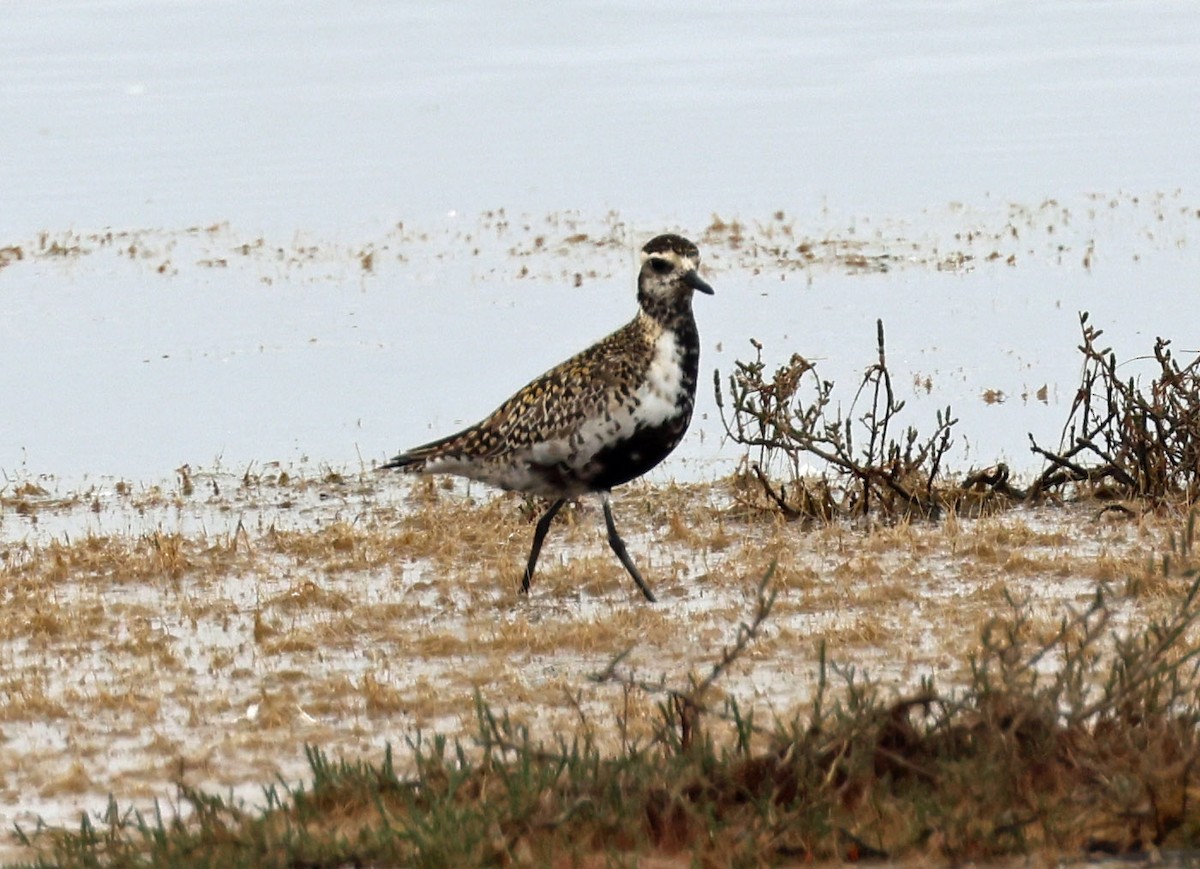 Pacific Golden-Plover - George Griffeth