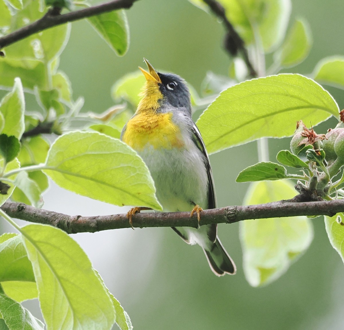Northern Parula - Russell Hoffman