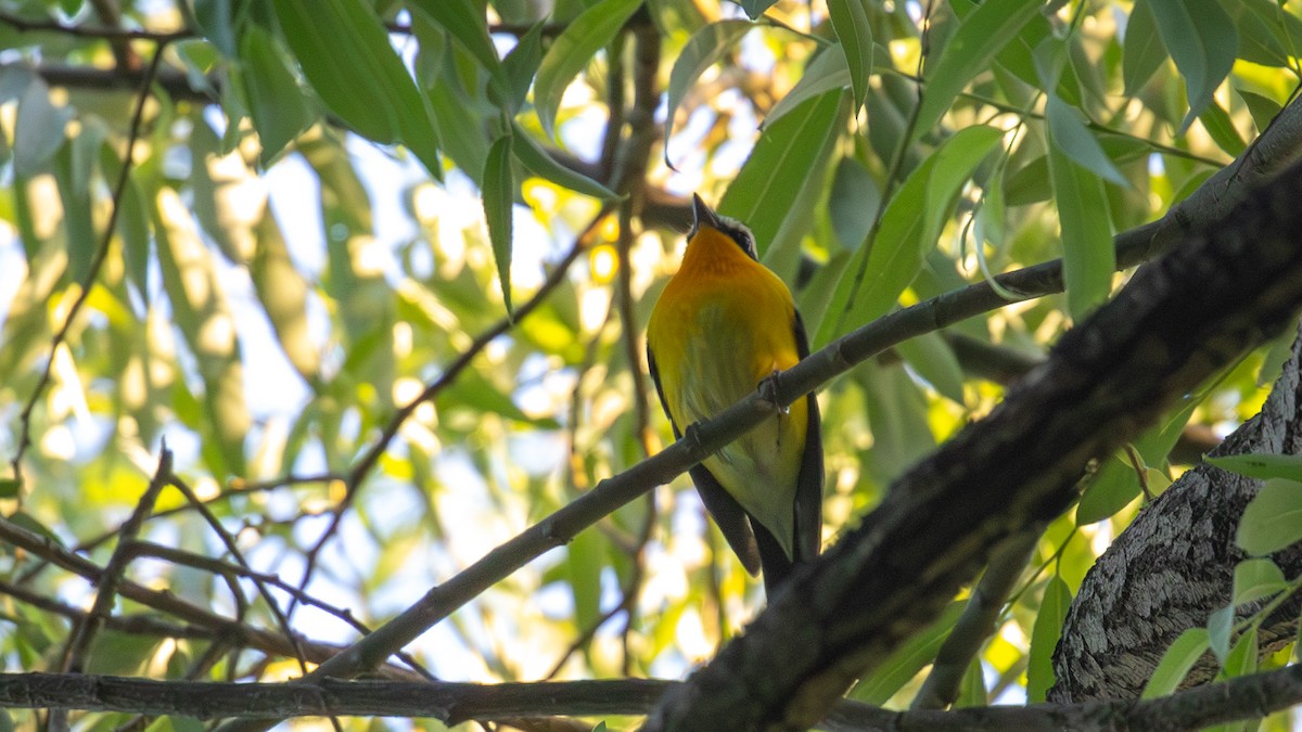 Yellow-rumped Flycatcher - Mengshuai Ge