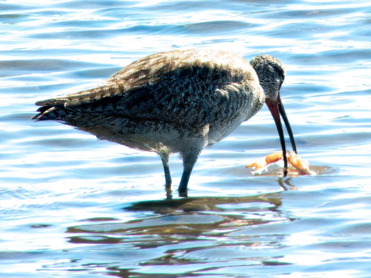 Whimbrel - Dan Tallman