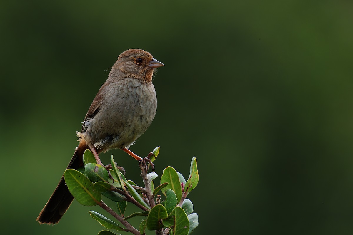 California Towhee - ML619010587