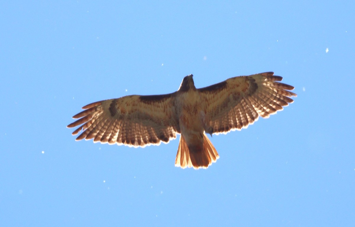 Red-tailed Hawk - Greg Cross