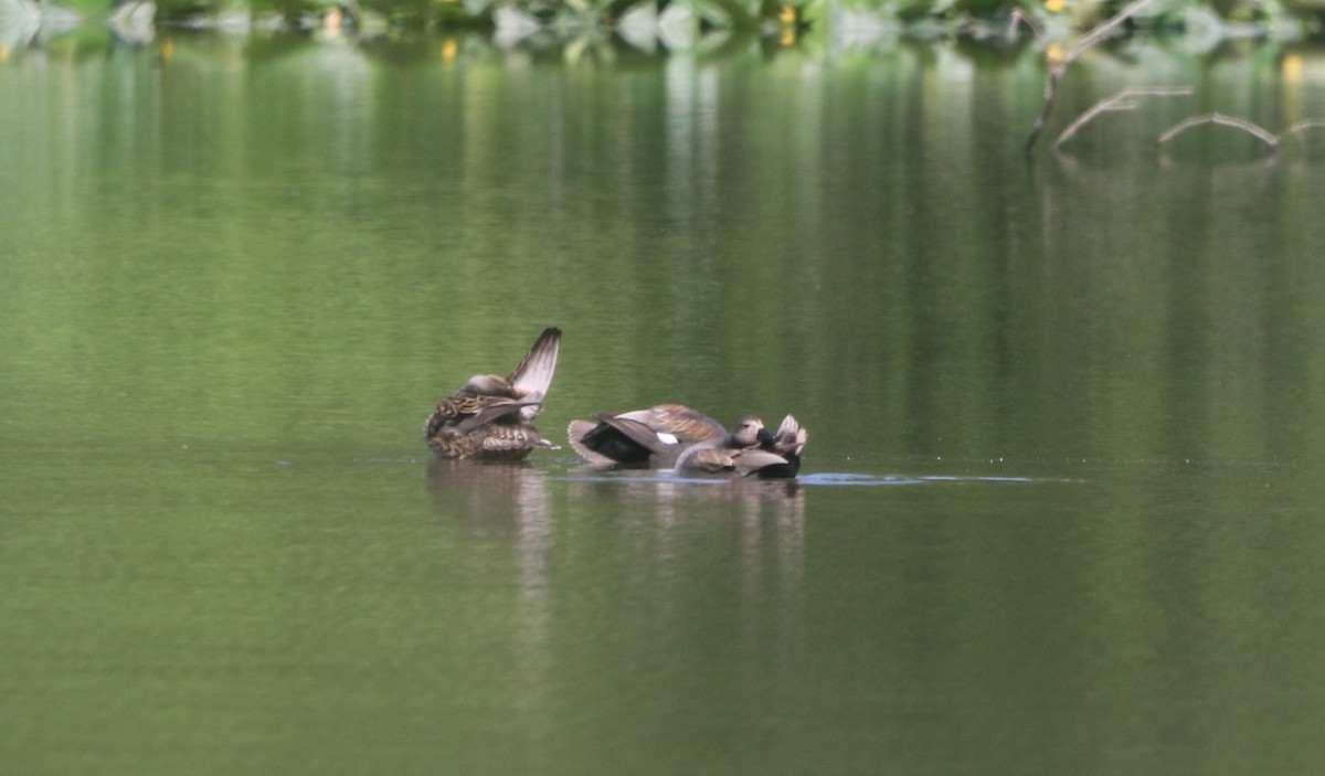 Gadwall - ML619010607