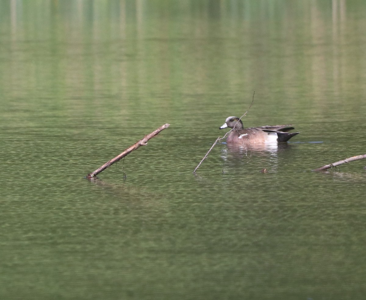 American Wigeon - Mark Nale