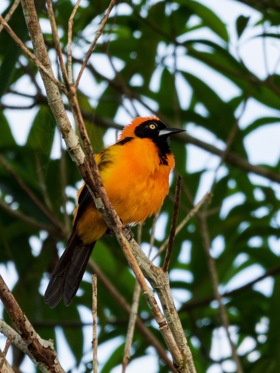 Orange-backed Troupial - ML619010630