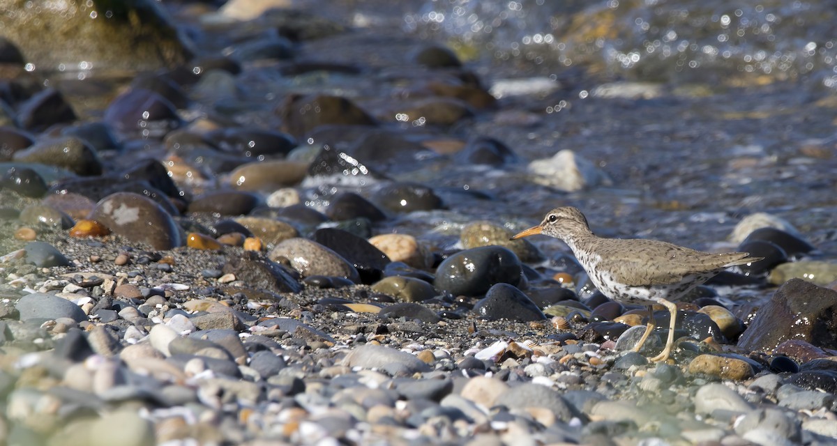 Spotted Sandpiper - Brent Angelo