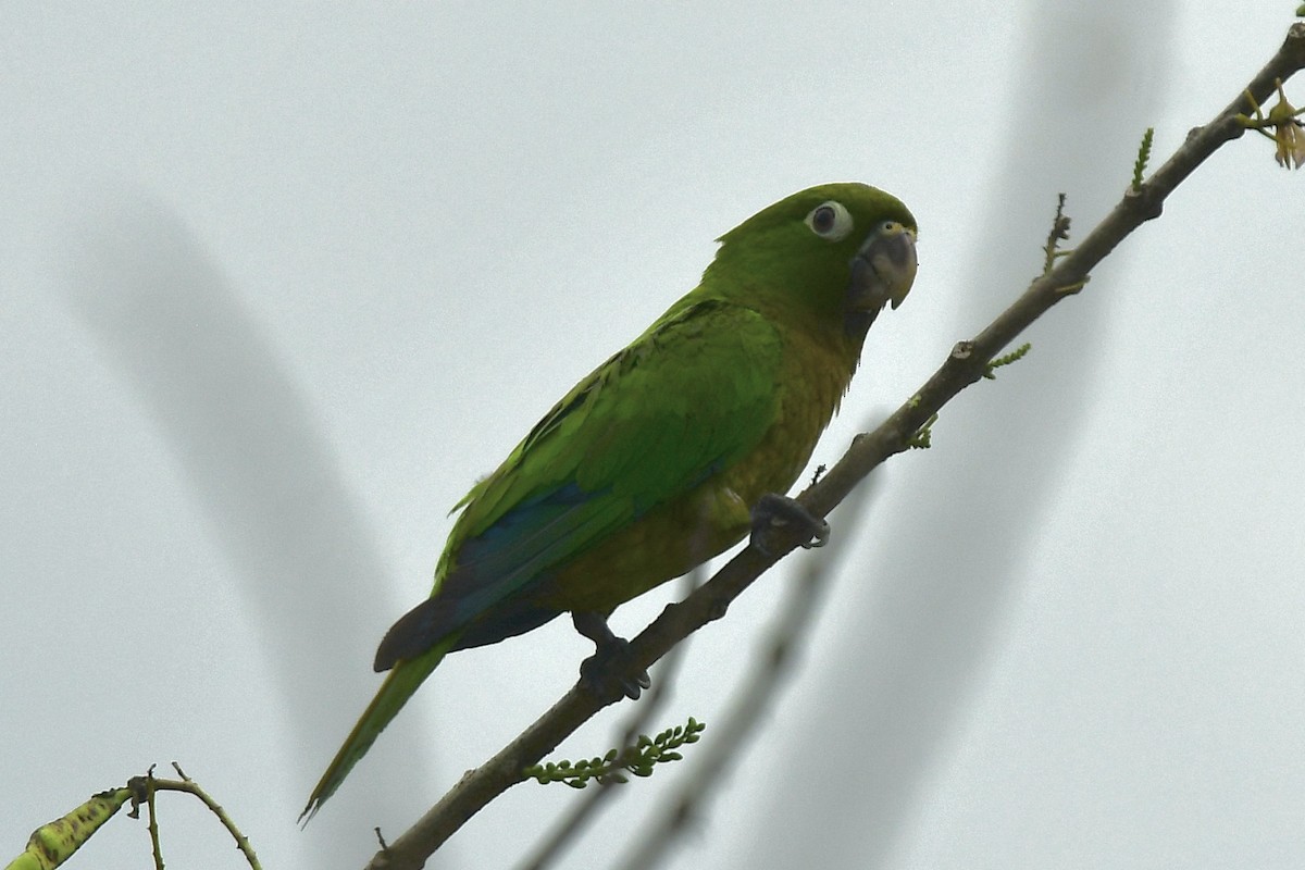 Olive-throated Parakeet - Julia Flesaker