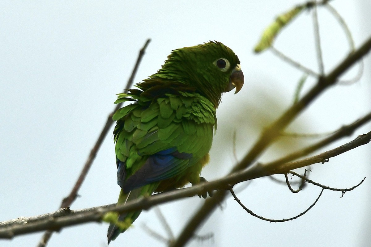 Olive-throated Parakeet - Julia Flesaker