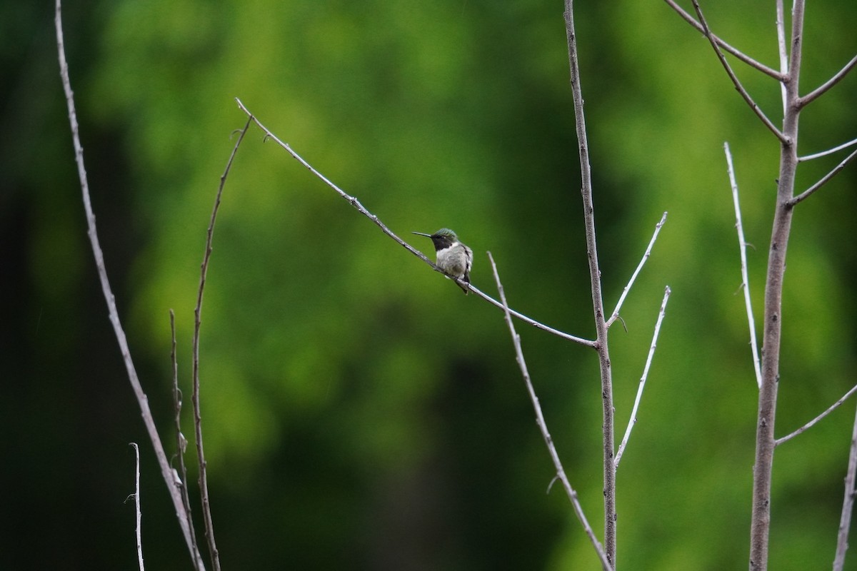Ruby-throated Hummingbird - Ethan K