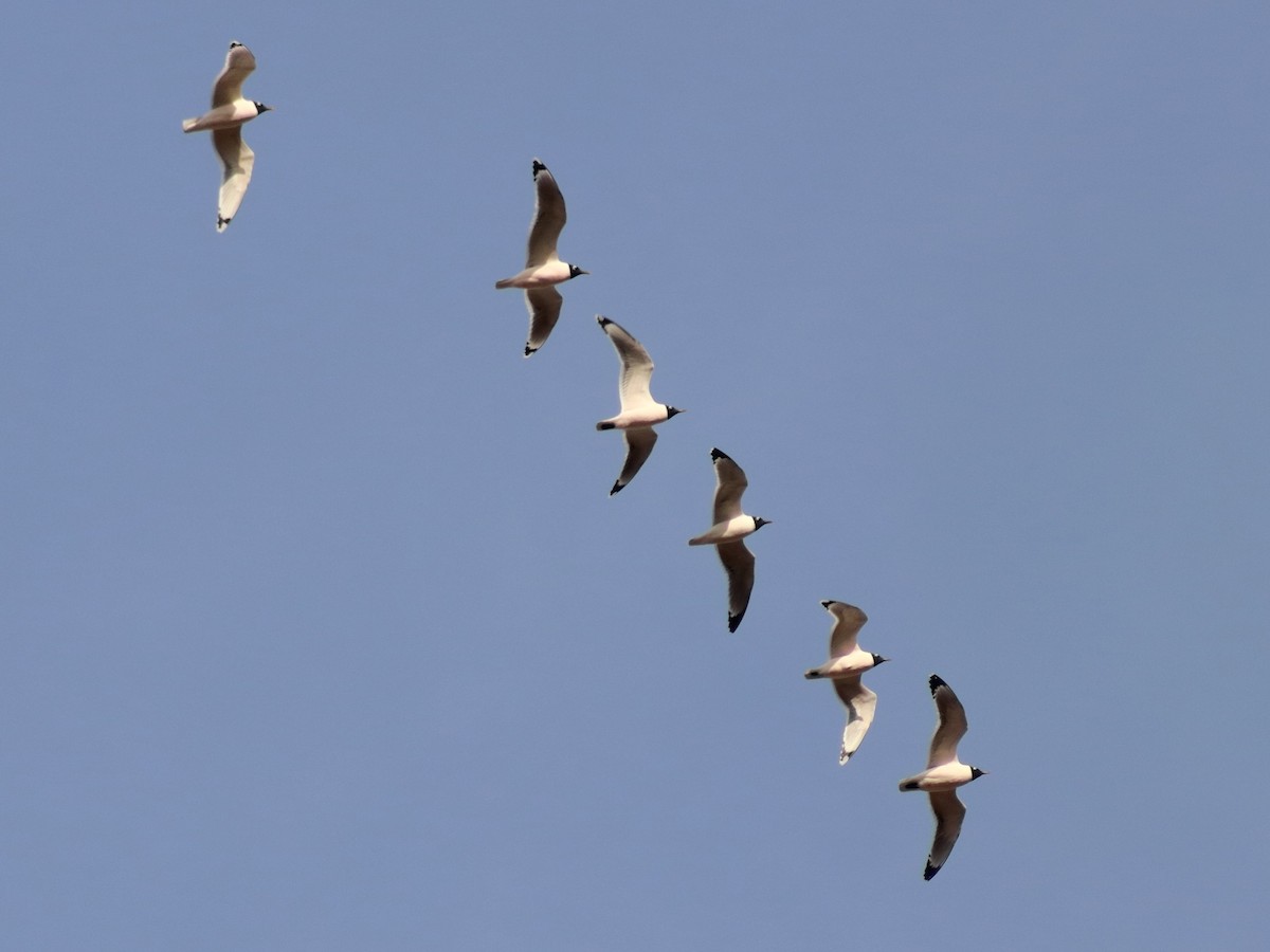 Franklin's Gull - Adrian Gonzalez